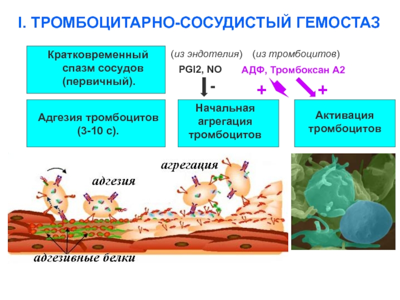 I. ТРОМБОЦИТАРНО-СОСУДИСТЫЙ ГЕМОСТАЗ(из тромбоцитов)(из эндотелия)