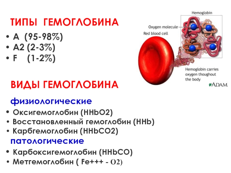 ТИПЫ ГЕМОГЛОБИНА А (95-98%) А2 (2-3%) F  (1-2%)ВИДЫ ГЕМОГЛОБИНАфизиологические Оксигемоглобин