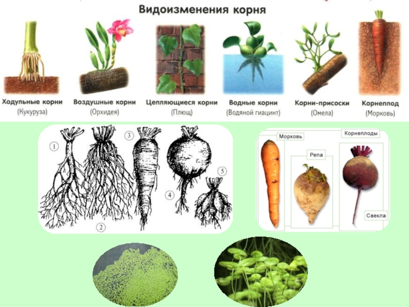 Укажи картинку на которой представлены опорные корни выбери верное изображение