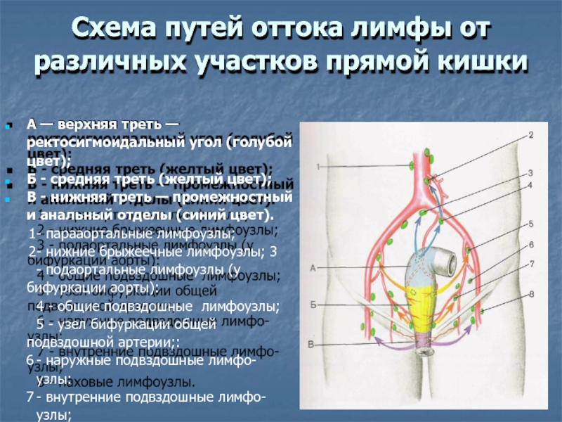 Отток лимфы. Лимфатические узлы от прямой кишки. Схема оттока лимфы от прямой кишки. Прямая кишка регионарные лимфатические узлы. Лимфоотток от прямой кишки.