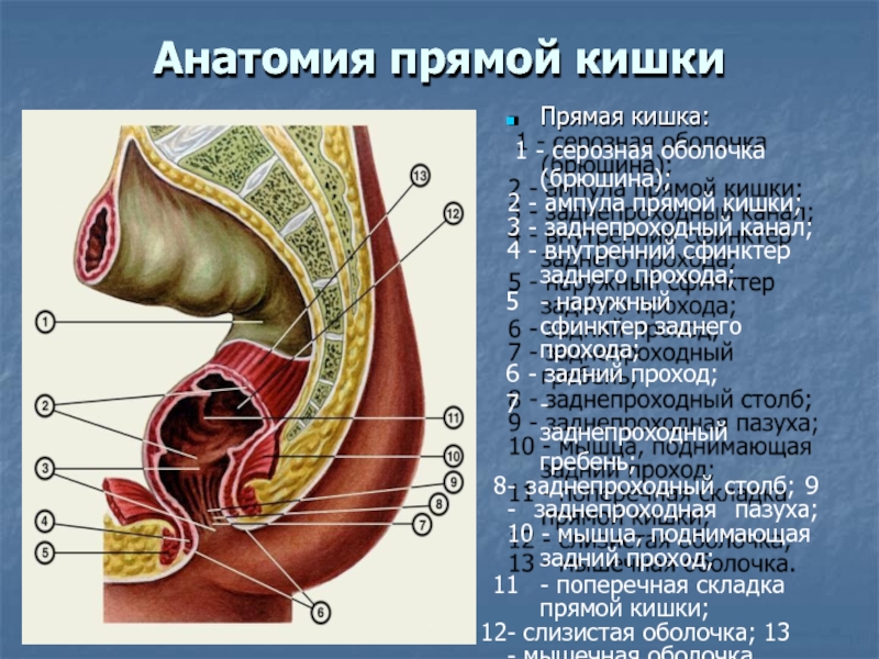 Схема прямой кишки у мужчин