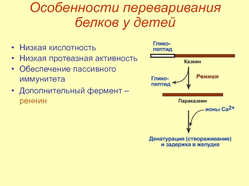 Особенности белков