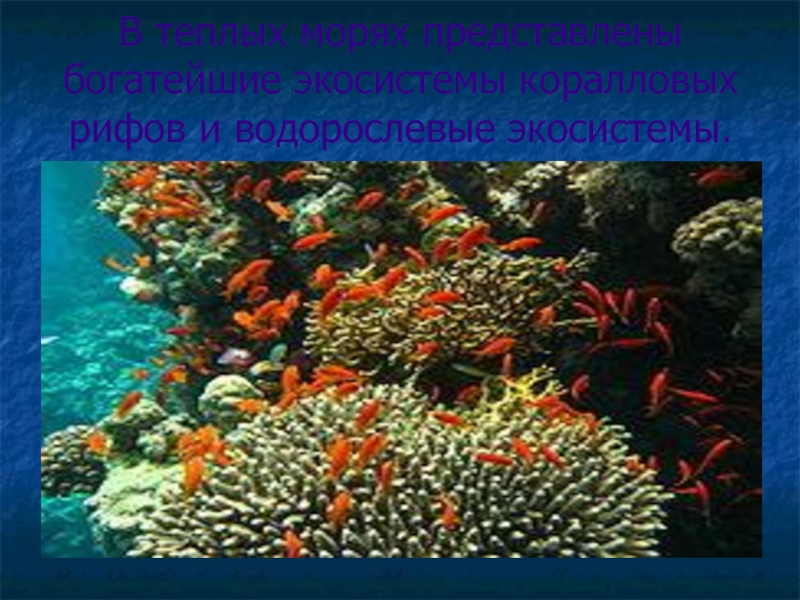 Сообщество кораллового рифа. Ярусность экосистемы коралловых рифов. Биогеоценоз кораллового рифа. Экосистема теплого моря. Роль кораллов в экосистеме.