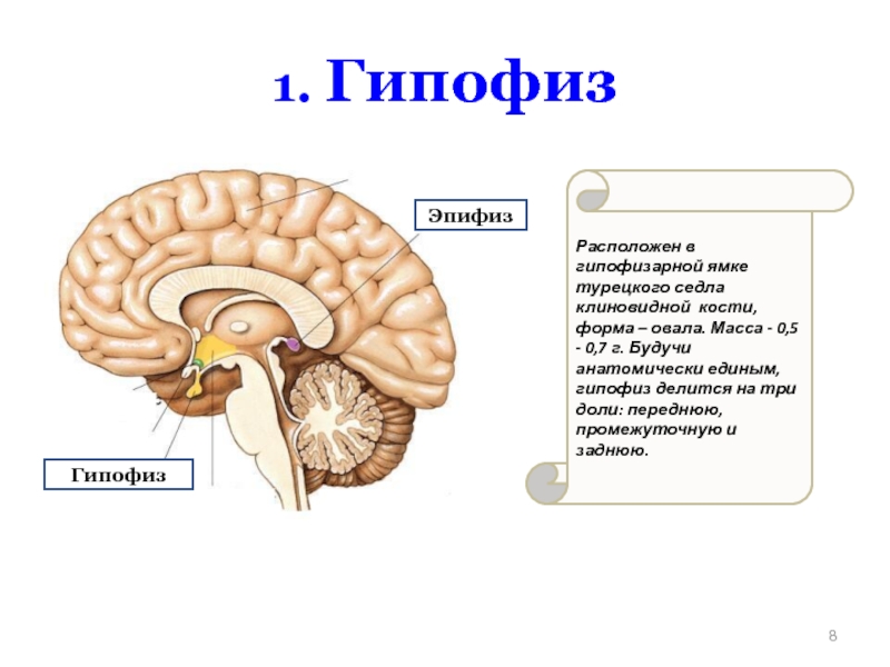 Какой цифрой на рисунке обозначен гипофиз рисунок мозга