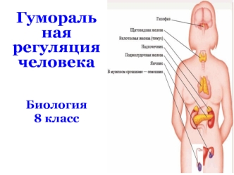 Гуморальная регуляция человека