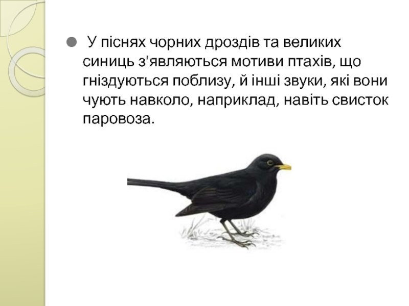  У піснях чорних дроздів та великих синиць з'являються мотиви птахів, що гніздуються