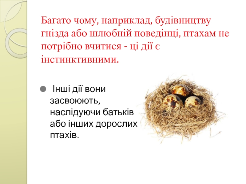 Багато чому, наприклад, будівництву гнізда або шлюбній поведінці, птахам не потрібно вчитися