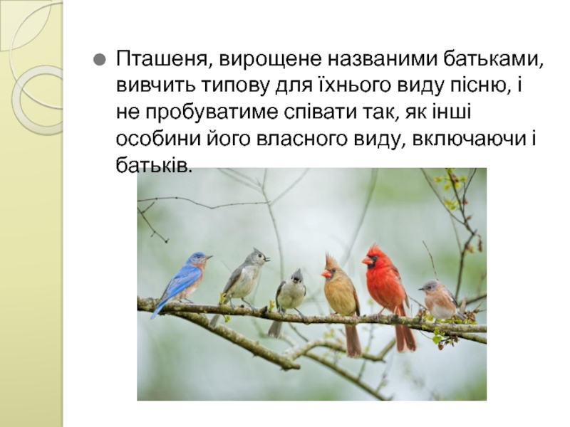 Пташеня, вирощене названими батьками, вивчить типову для їхнього виду пісню, і не