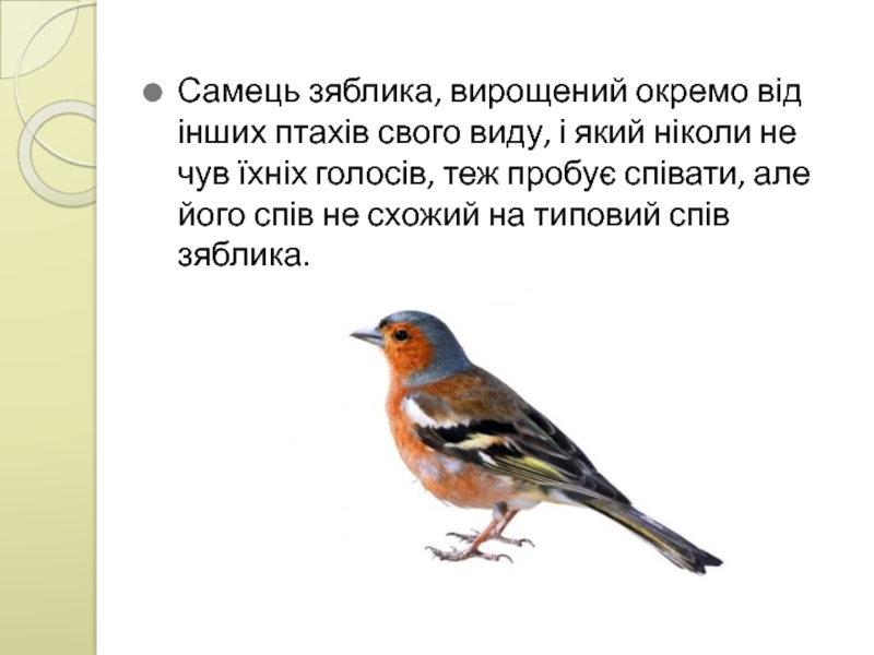 Самець зяблика, вирощений окремо від інших птахів свого виду, і який ніколи