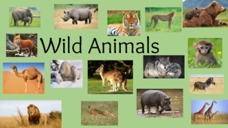 Wild Animals