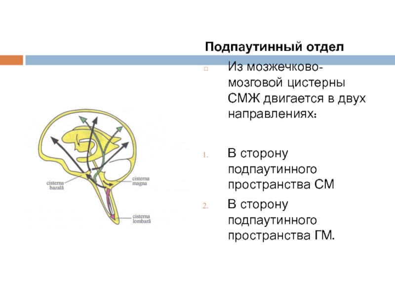 Цистерны оболочек мозга