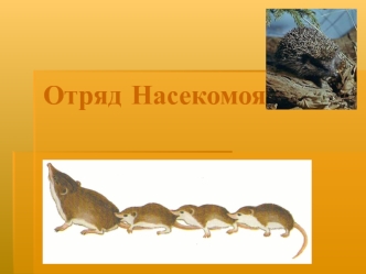 Отряд Насекомоядные