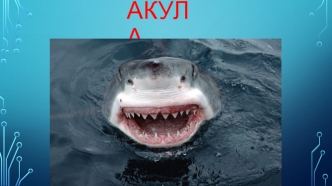 Разнообразие акул