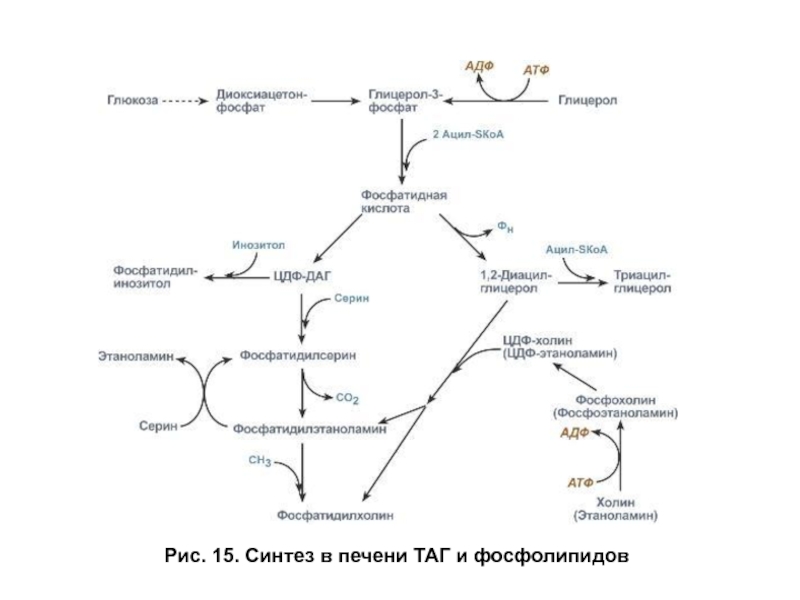 Схема образования фосфатидилхолина