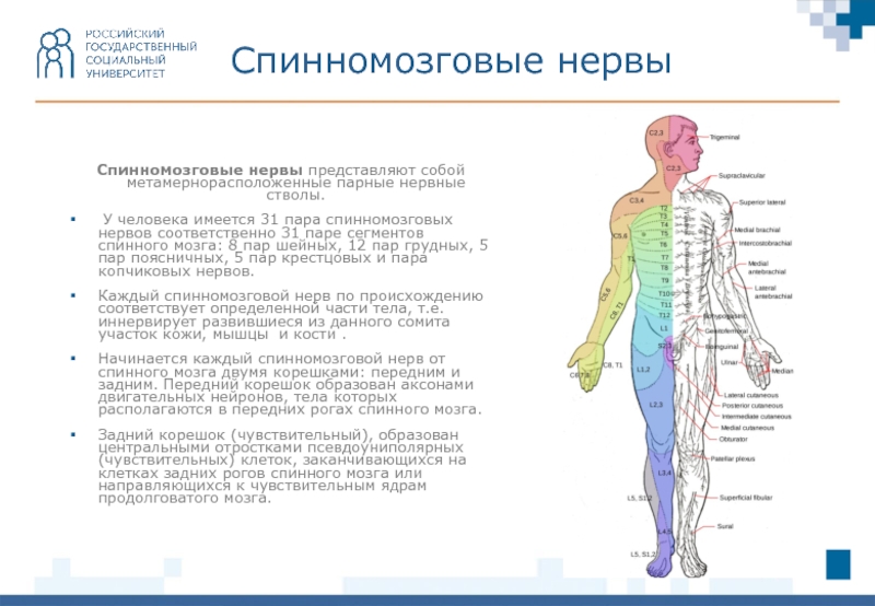 Представлены парами в сегментах тела