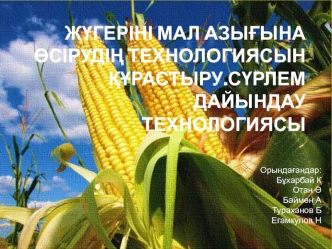 Жүгеріні мал азығына өсірудің технологиясын құрастыру. Сүрлем дайындау технологиясы