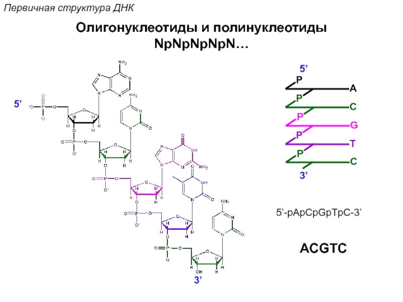 Биополимеры рнк. Олигонуклеотид структура. Олигонуклеотид структурная формула. Олигонуклеотиды строение. Строение полинуклеотида ДНК И РНК.