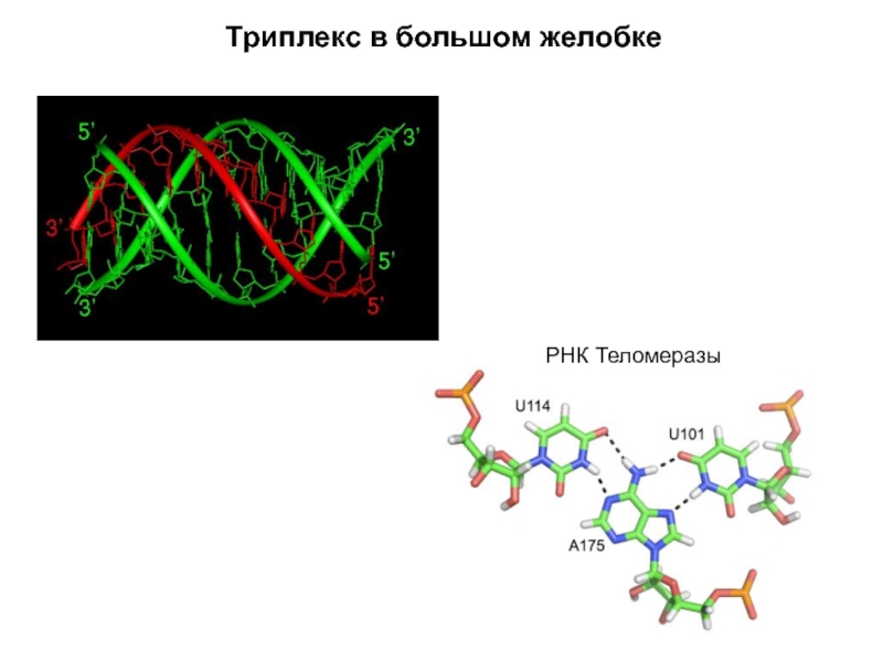 Живой биополимер. Структурная организация биополимеров. Биополимер ДНК. Триплекс ДНК. Структурированные биополимеры.