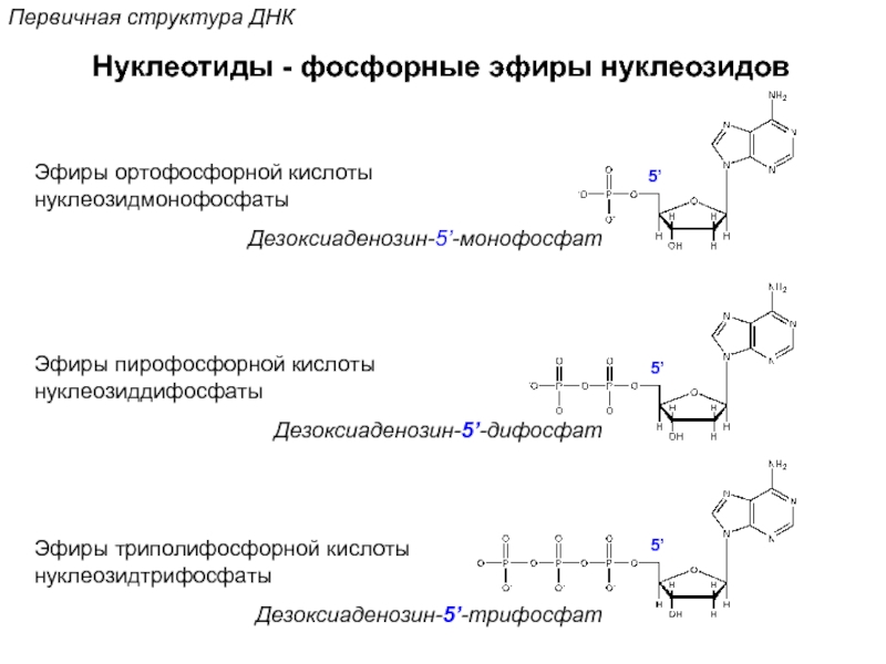 Фосфорная кислота днк