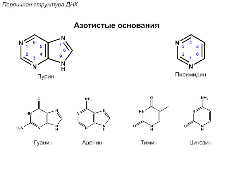 Состав азотистых оснований рнк. Структура гуанин Тимин аденин. Аденин гуанин цитозин Тимин структурные формулы. Аденин гуанин цитозин Тимин урацил комплементарность. Аденин гуанин структура ДНК.