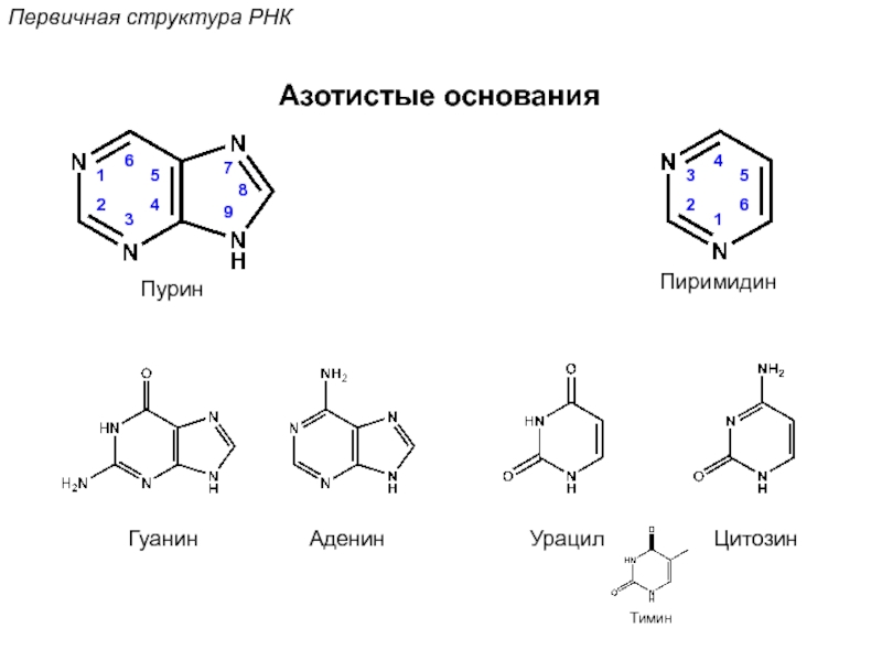 Рнк содержит тимин. Аденин гуанин цитозин Тимин структурные формулы. Пурин и его производные аденин гуанин. Строение ДНК аденин Тимин гуанин цитозин. Структура гуанин Тимин аденин.