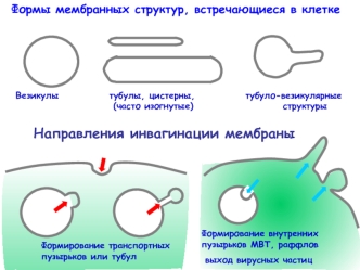 Везикулярный транспорт (лекция 3)