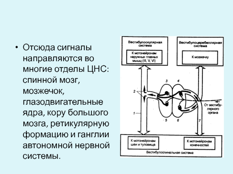 Блок схема вестибулярной сенсорной системы