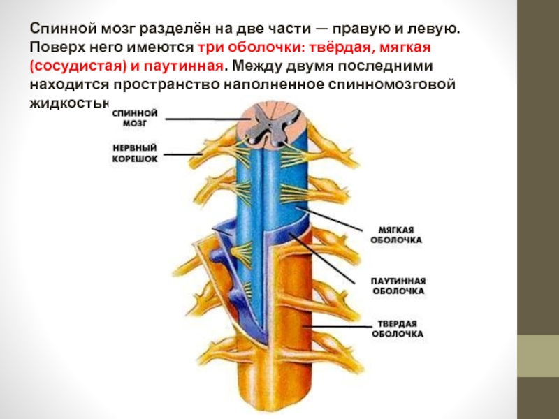 Укажите какие функции выполняет спинной мозг. Строение спинного мозга. Физиология спинного мозга. Спинной мозг анатомия. Отделы спинного мозга физиология.