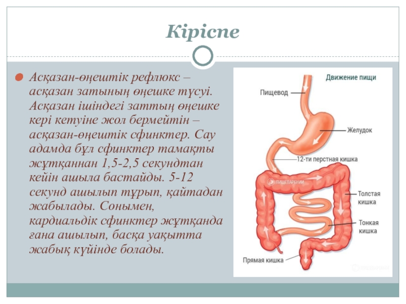 Сфинктеры кишечника человека схема