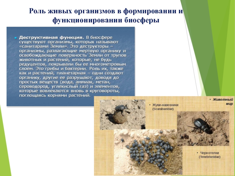 Роль живых организмов в биосфере схема