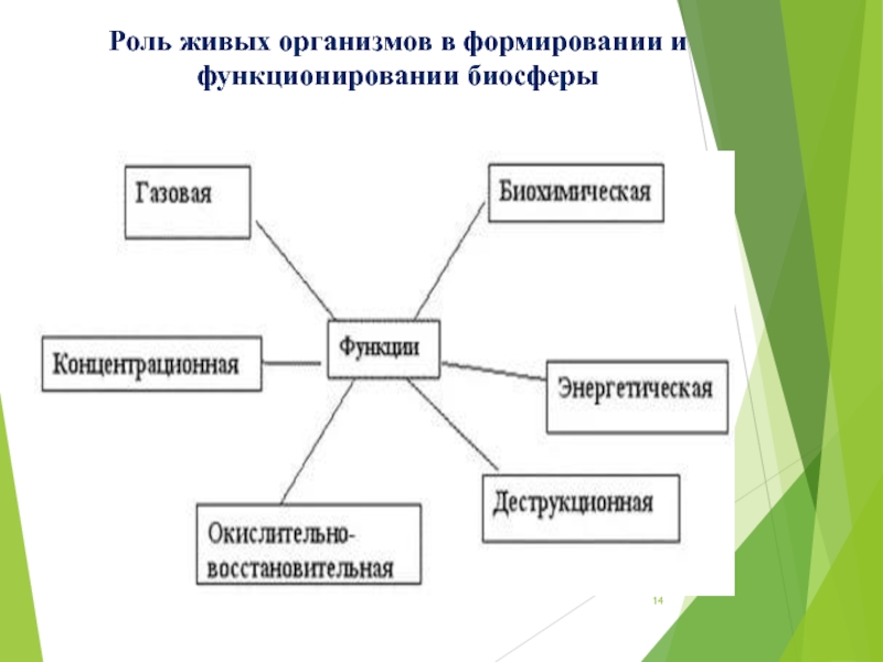 Роль живых организмов в биосфере схема