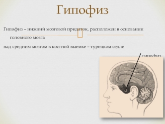 Гипофиз. Строение гипофиза