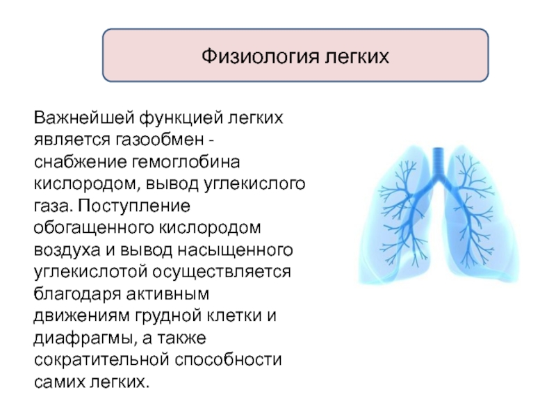 Курсовая работа по теме Реабилитация при пневмонии