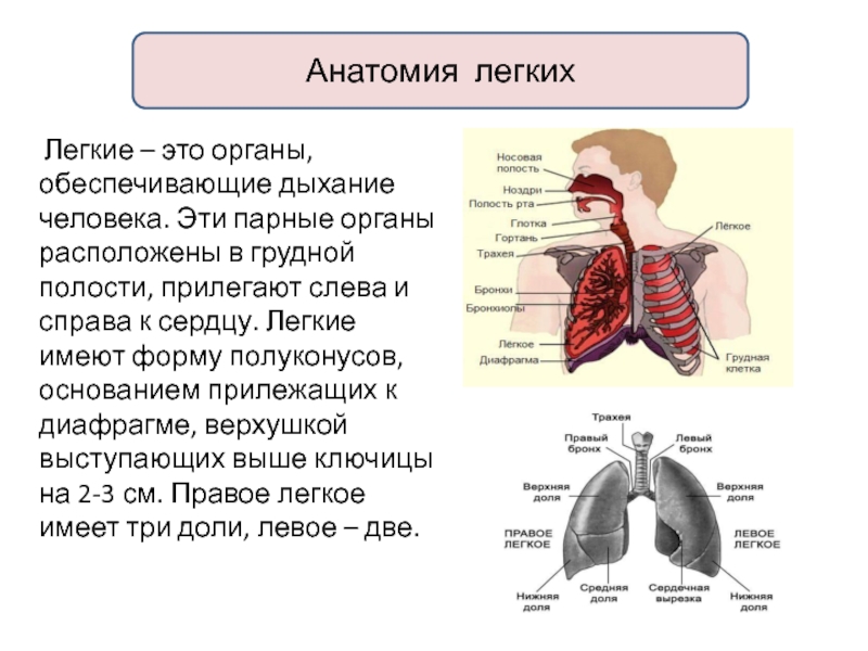 Легкое легочное дыхание