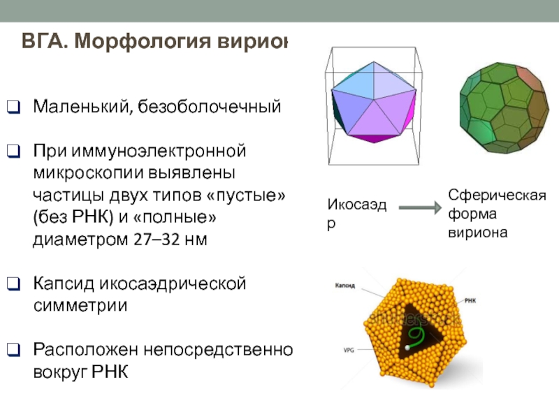 Типы пустых. Икосаэдрический капсид. Икосаэдрическая симметрия. Икосаэдрический Тип симметрии. Икосаэдрическая симметрия вируса.