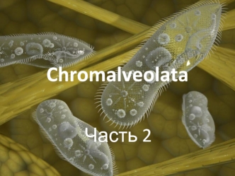 Chromalveolata. (Часть 2)