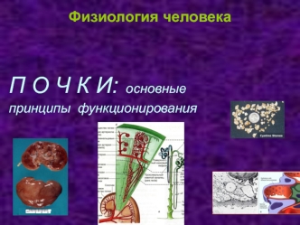 Физиология человека. Почки: основные принципы функционирования