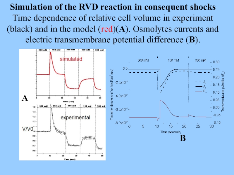 Simulation of the RVD reaction in consequent shocks Time dependence of relative