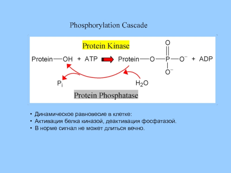 Динамическое равновесие в клетке: Активация белка киназой, деактивация фосфатазой. В норме сигнал