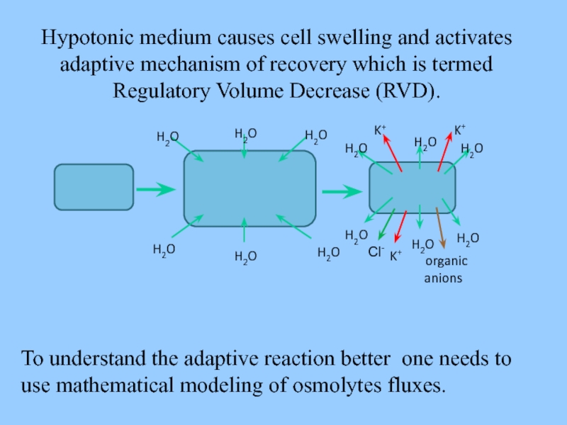 To understand the adaptive reaction better one needs to use mathematical modeling