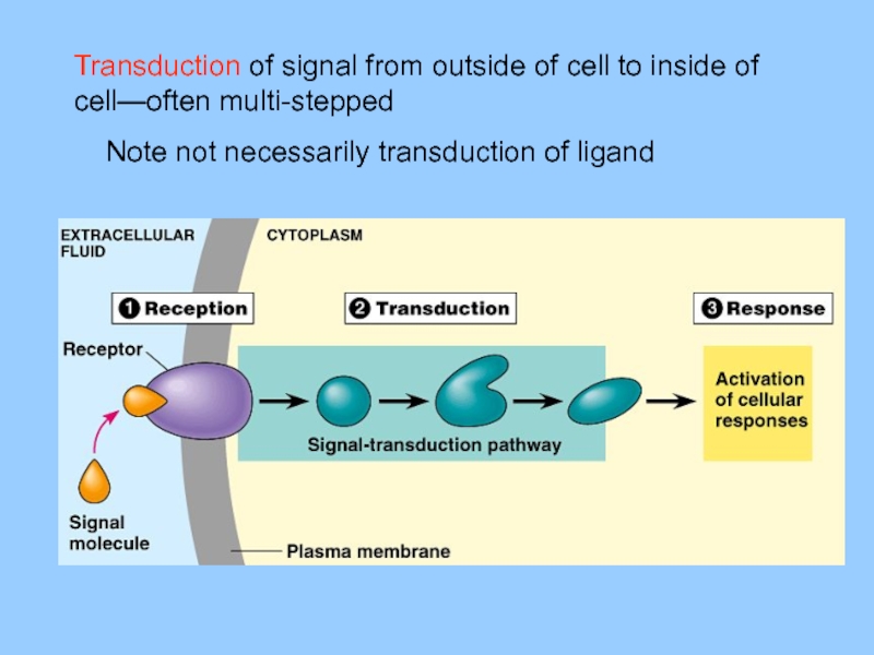 Transduction of signal from outside of cell to inside of cell—often multi-stepped