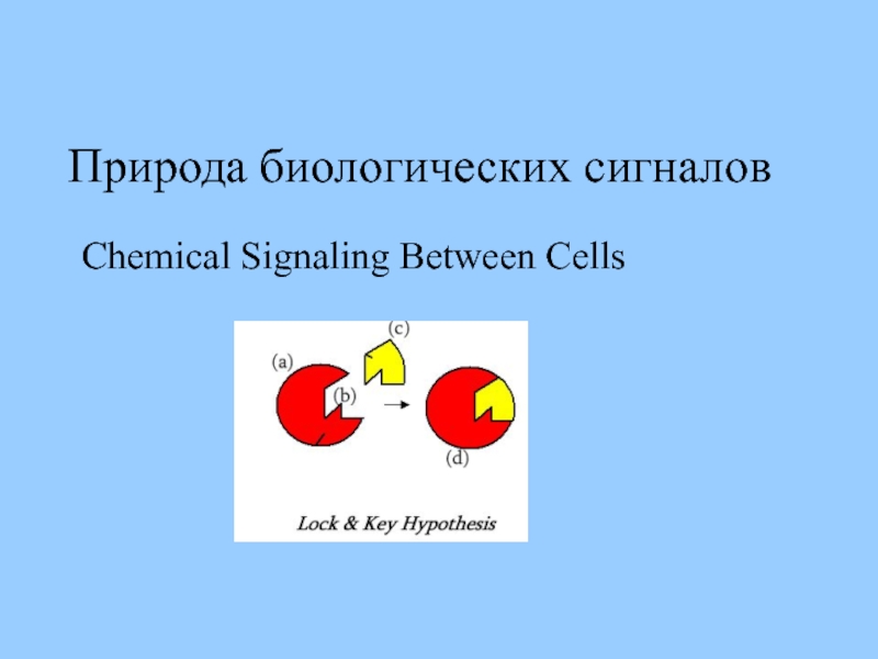 Природа биологических сигналов Chemical Signaling Between Cells