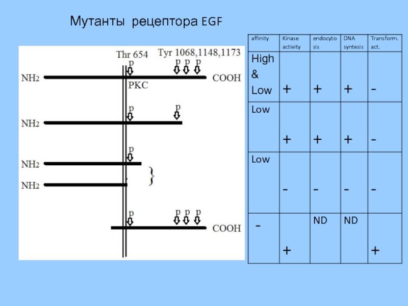 Мутанты рецептора EGF