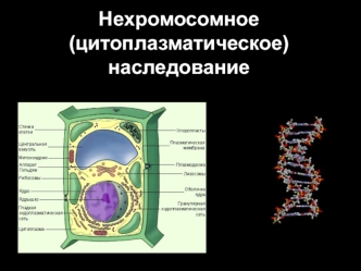 Нехромосомное (цитоплазматическое) наследование