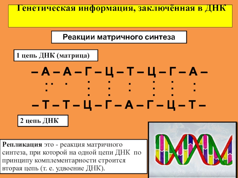 Фрагмент одной цепи днк имеет следующий