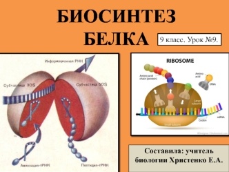 Биосинтез белка