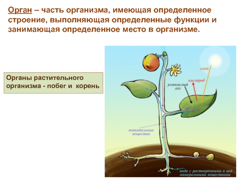 Строение органов растительного организма