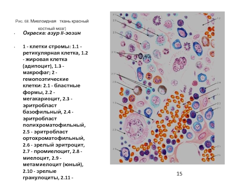 Мазок красного костного мозга рисунок