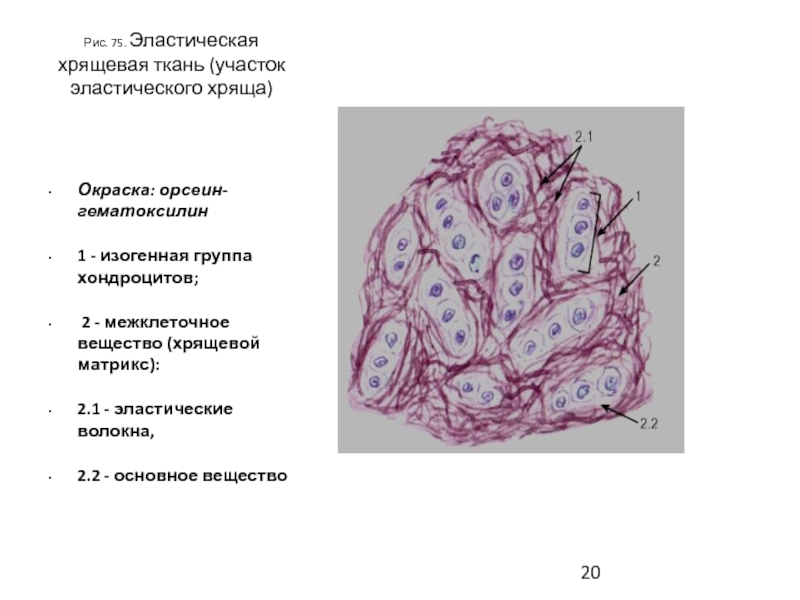 Эластическая хрящевая ткань