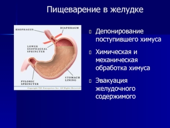 Пищеварение в желудке